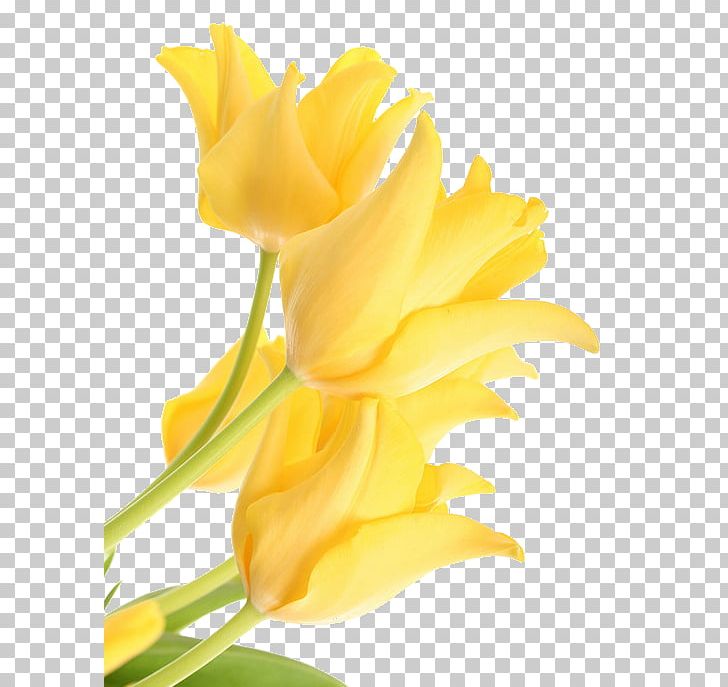 Yellow Tulip PNG, Clipart, Closeup, Cut Flowers, Daffodil, Download, Float Free PNG Download