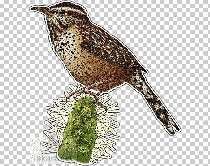 Cactus Wren Bird PNG, Clipart, Animal, Animals, Arbol, Art, Beak Free PNG Download