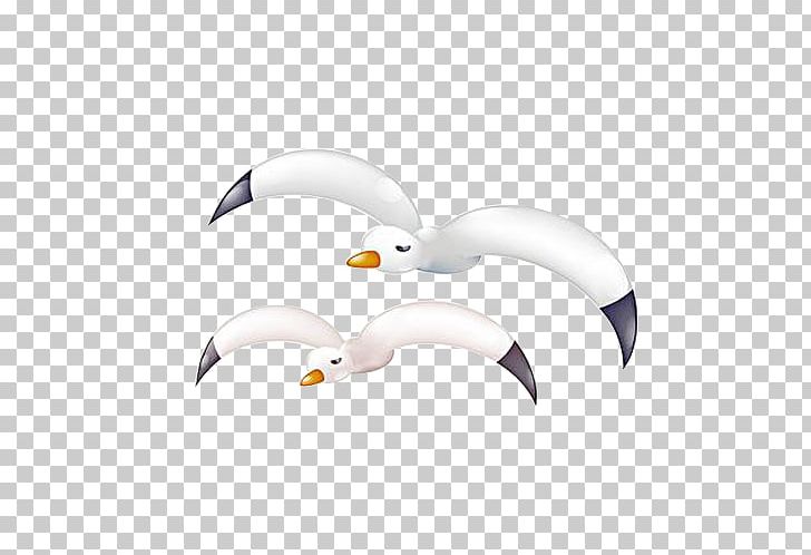 Gulls Bird European Herring Gull Common Gull PNG, Clipart, Animals, Balloon Cartoon, Beak, Black, Boy Cartoon Free PNG Download