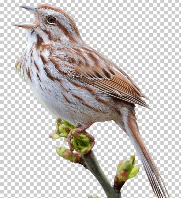 House Sparrow Bird PNG, Clipart, Animals, Beak, Branch, Emberizidae, Eurasian Tree Sparrow Free PNG Download