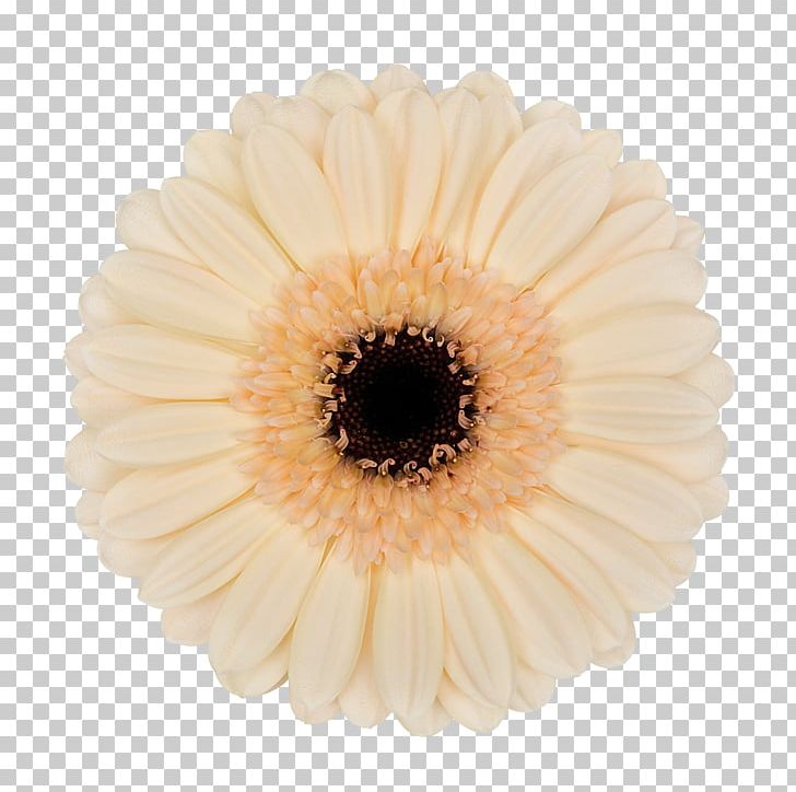 Transvaal Daisy PNG, Clipart, Asterales, Daisy, Daisy Family, Diameter, Florist Free PNG Download