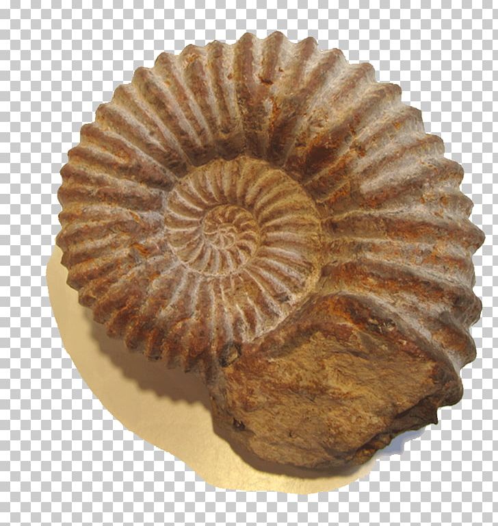 Ammonite Resources National Blues Museum Cockade Photography Paper PNG, Clipart, Advertising, Ammonite Resources, Blues, Can Stock Photo, Cockade Free PNG Download