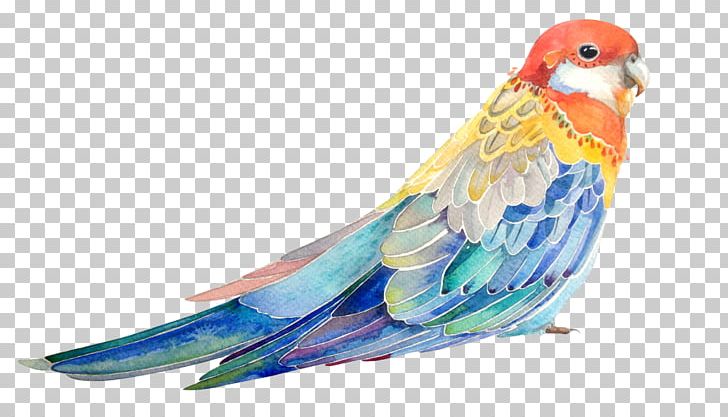 Bird Parrot Watercolor Painting Illustration PNG, Clipart, Animals, Architecture, Beak, Bird, Bird Cage Free PNG Download
