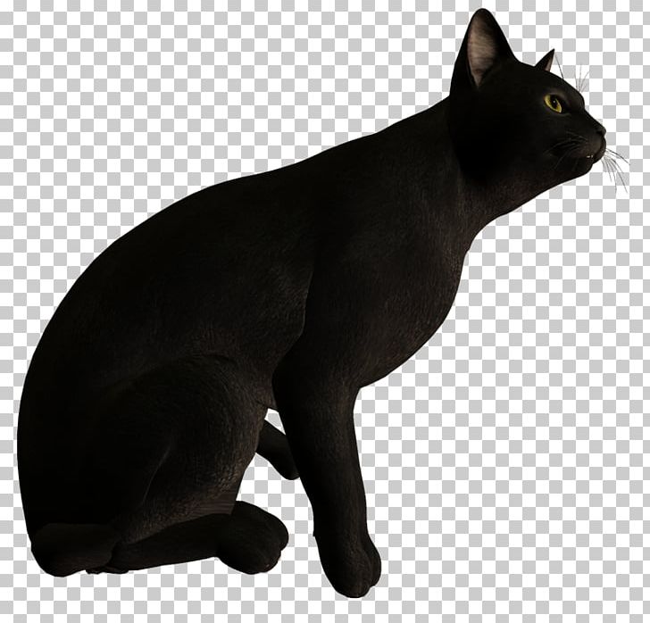 Black Cat Bombay Cat Malayan Cat Korat Domestic Short-haired Cat PNG, Clipart, Asian, Black, Black Cat, Bombay, Bombay Cat Free PNG Download