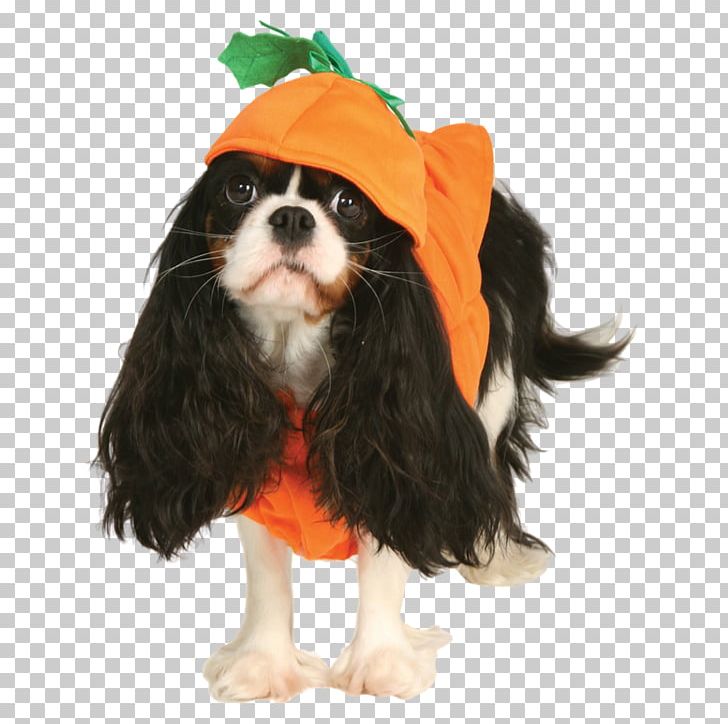 Cavalier King Charles Spaniel Puppy Dog Breed Clothing PNG, Clipart, Animal, Animals, Baby Clothes, Carnivoran, Cloth Free PNG Download