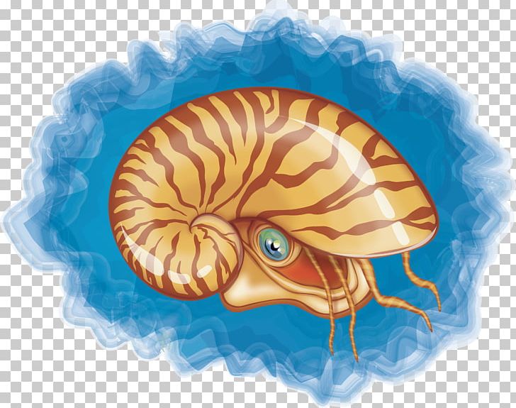 Chambered Nautilus Seashell Mollusc Shell PNG, Clipart, Aquatic Animal, Art, Cartoon Conch, Conch Blowing, Conchs Free PNG Download