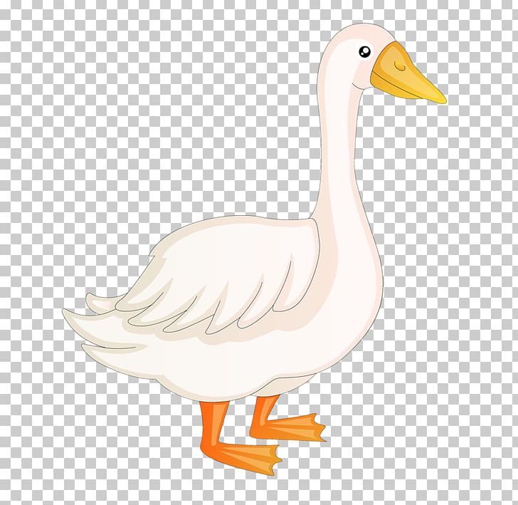 Duck Domestic Goose American Pekin Gray Wolf PNG, Clipart, Animal, Animals, Animation, Anser, Beak Free PNG Download