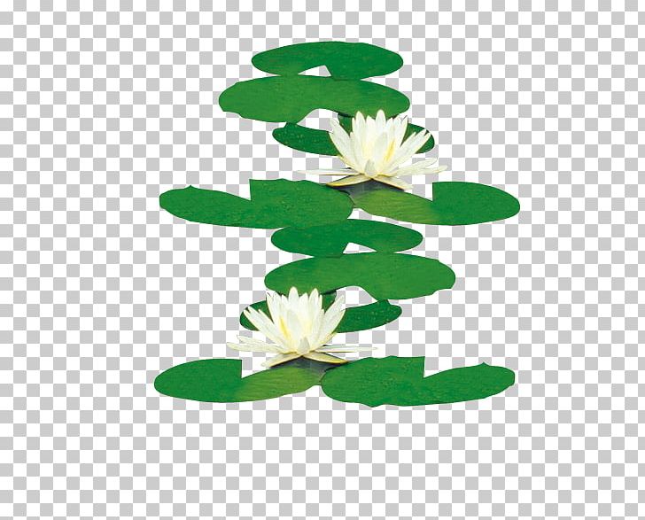 Nelumbo Nucifera Water Lilies Icon PNG, Clipart, Aquatic Plant, Download, Flora, Floral Design, Flower Free PNG Download