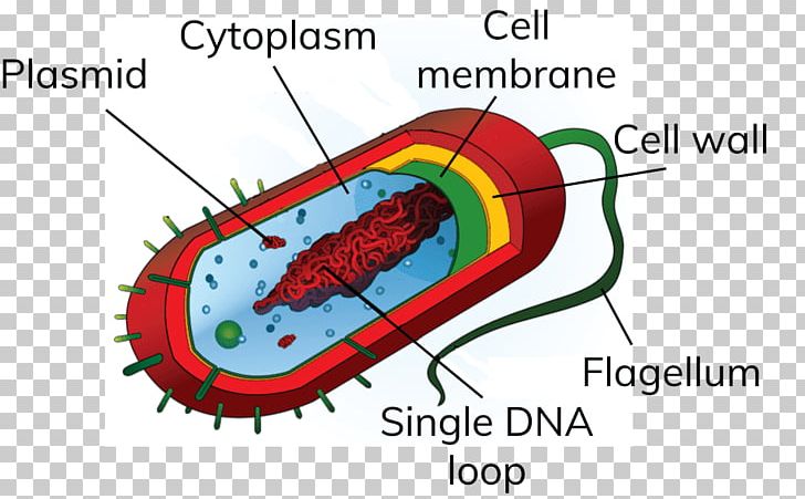 Prokaryote Bacterial Cell Structure Eukaryote PNG, Clipart, Area, Bacteria, Bacterial Cell Structure, Biology, Cell Free PNG Download