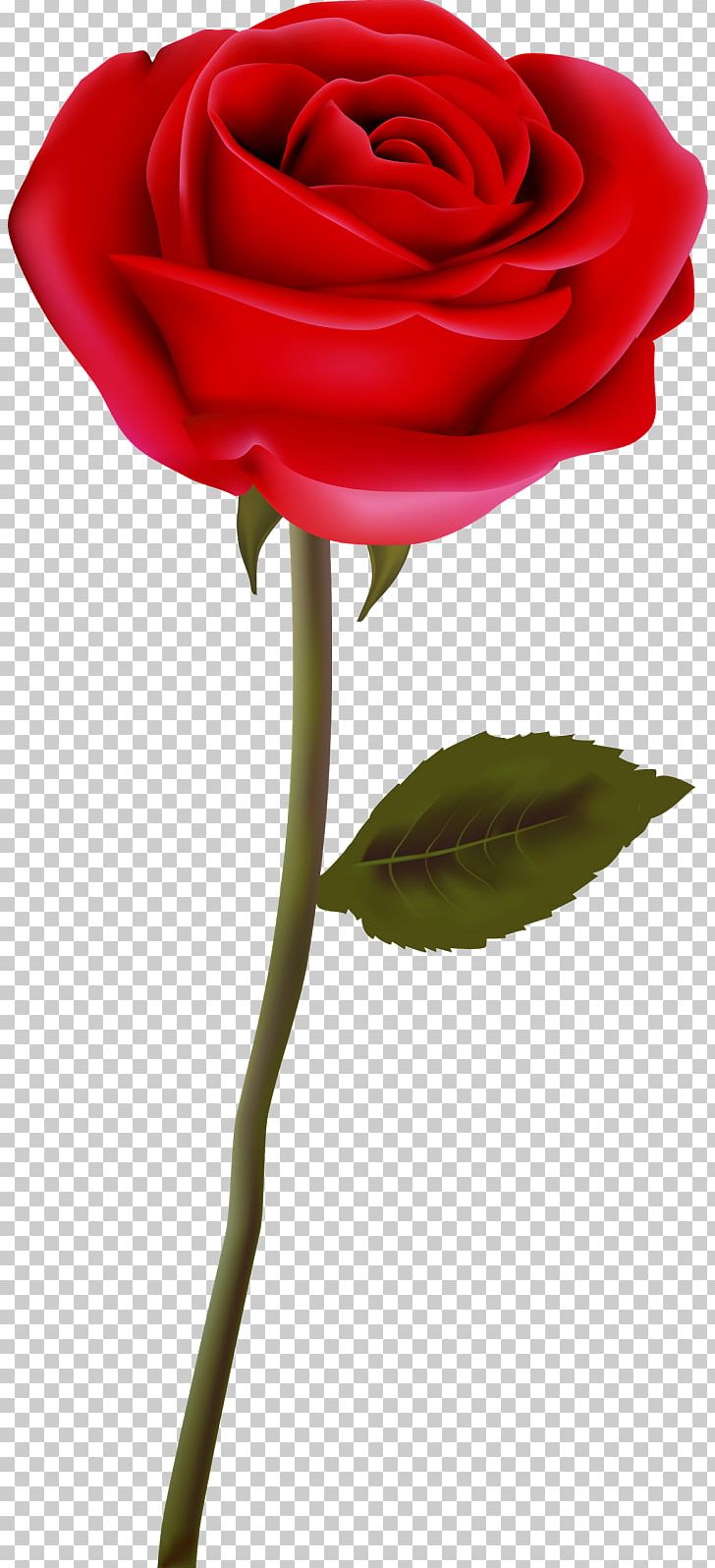 Garden Roses Flower PNG, Clipart, Blue Rose, Cut Flowers, Download, Floral Design, Floristry Free PNG Download
