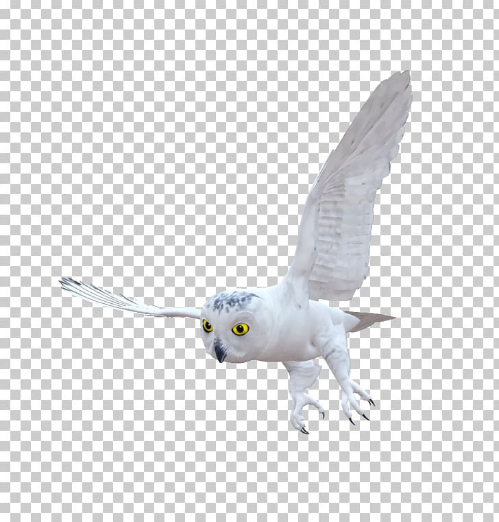 Hummingbird Owl Email PNG, Clipart, Animals, Beak, Bird, Bird Of Prey, Email Free PNG Download