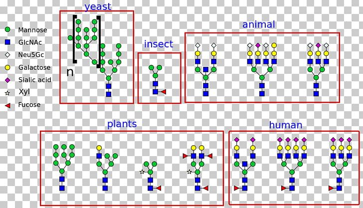 N-linked Glycosylation Glycan Asparagine Protein PNG, Clipart, Amino Acid, Amino Talde, Angle, Area, Asparagine Free PNG Download