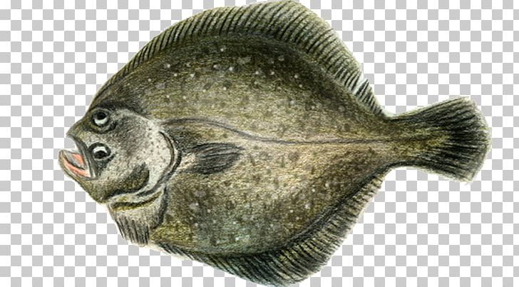 Norway Fjord Flounder Turbot Gadidae PNG, Clipart, Angling, Coast, Fauna, Fish, Fjord Free PNG Download
