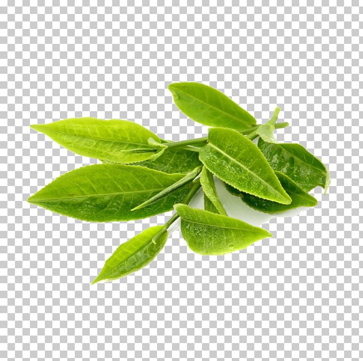 Green Tea Leaf Herb Extract PNG, Clipart, Antioxidant, Basil, Drink, Extract, Food Free PNG Download