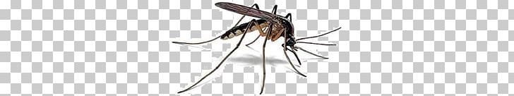 Mosquito PNG, Clipart, Mosquito Free PNG Download