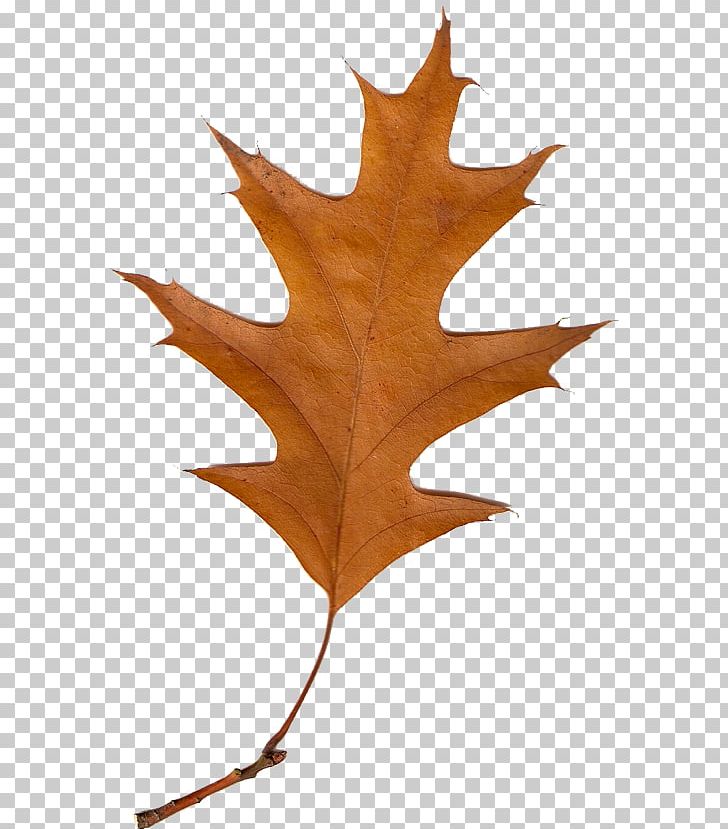 Autumn Leaves Leaf PNG, Clipart, Advent, Autumn, Autumn Leaves, Blog, Easter Free PNG Download