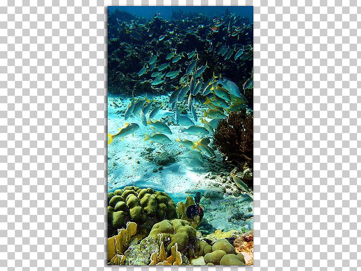 Klein Bonaire Kralendijk Coral Reef Geologie Van Bonaire Bonaire National Marine Park PNG, Clipart, Abc Islands, Antilles, Aqua, Bonaire, Coral Free PNG Download