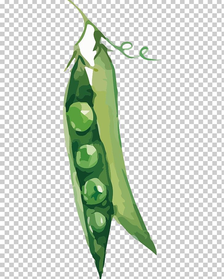 Pea Vegetable Illustration PNG, Clipart, Bean, Blackeyed Pea, Broad Bean, Butterfly Pea, Cartoon Peas Free PNG Download