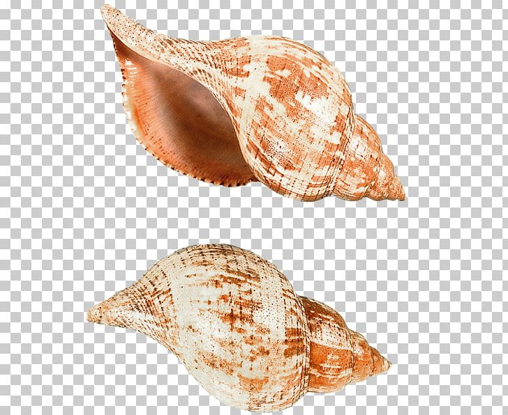 Seashell Sea Snail PNG, Clipart, Animals, Conch, Conchology, Download, Free Free PNG Download
