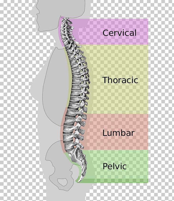 Vertebral Column Neutral Spine Lumbar Vertebrae Ligament PNG, Clipart, Cervical, Coccyx, Column, Human Back, Human Body Free PNG Download
