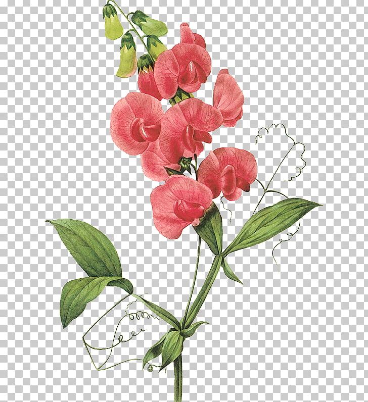 Broad-leaved Sweet Pea Flower PNG, Clipart, Birth Flower, Branch, Common Daisy, Cut Flowers, Floral Design Free PNG Download