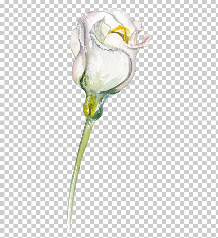 Drawing Flower Sketch PNG, Clipart, Arum, Cut Flowers, Download, Drawing, Flora Free PNG Download