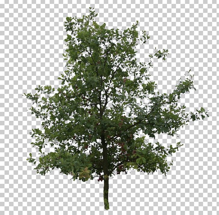 Tree River Birch Quercus Bicolor Bur Oak Leaf PNG, Clipart, Alder, Birch, Branch, Bur Oak, Evergreen Free PNG Download