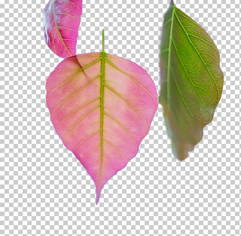 Leaf Pink M Petal Biology Plants PNG, Clipart, Biology, Leaf, Petal, Pink M, Plants Free PNG Download