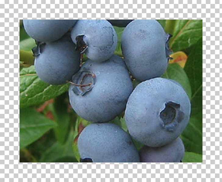 Blueberry Bilberry Huckleberry Fruit Juice PNG, Clipart, Berry, Bilberry, Blackberry, Blueberry, Cystitis Free PNG Download