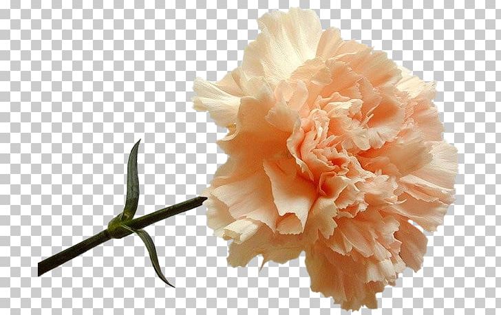 Carnation Peach Color Flower Blue PNG, Clipart, Blue, Carnation, Color, Cut Flowers, Desktop Wallpaper Free PNG Download