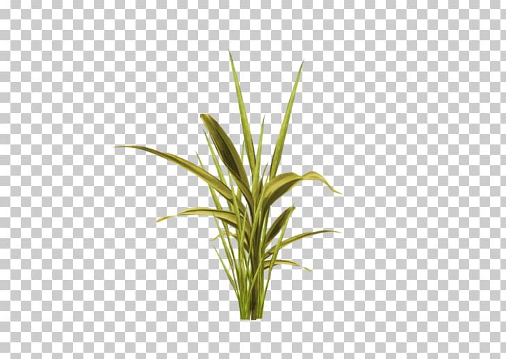 Easter Egg Grass PNG, Clipart, Commodity, Easter, Easter Egg, Grass, Grass Family Free PNG Download
