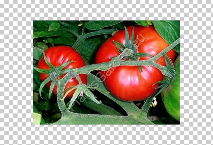 Marmande Tomato Seed Oil Heirloom Tomato Beefsteak Tomato PNG, Clipart, Bush Tomato, Diet Food, Food, Fruit, Heirloom Plant Free PNG Download