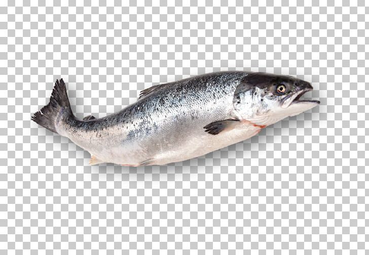 Sardine Smoked Salmon Fish Products Atlantic Salmon PNG, Clipart, Anchovy, Animals, Atlantic Salmon, Barramundi, Bonito Free PNG Download