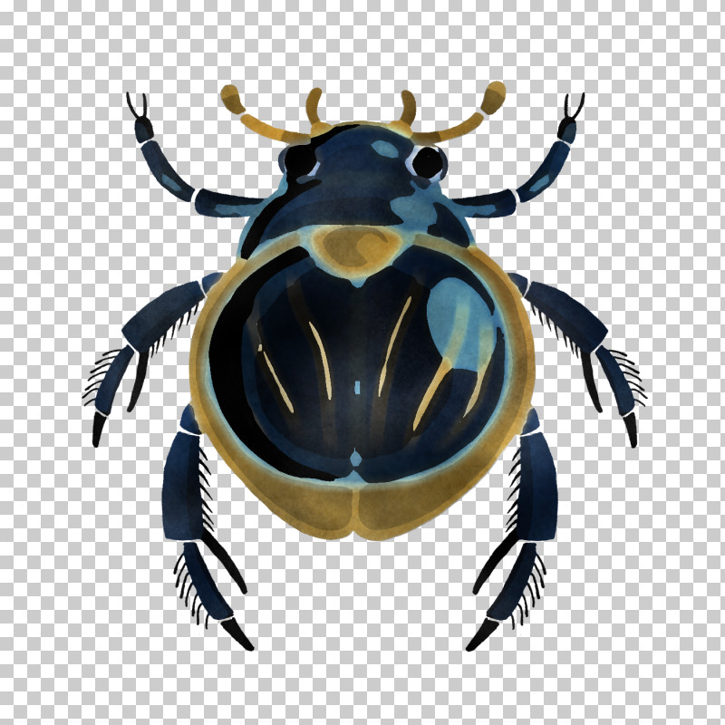 Insect Pest Beetle Cetoniidae PNG, Clipart, Beetle, Cetoniidae, Insect, Pest Free PNG Download