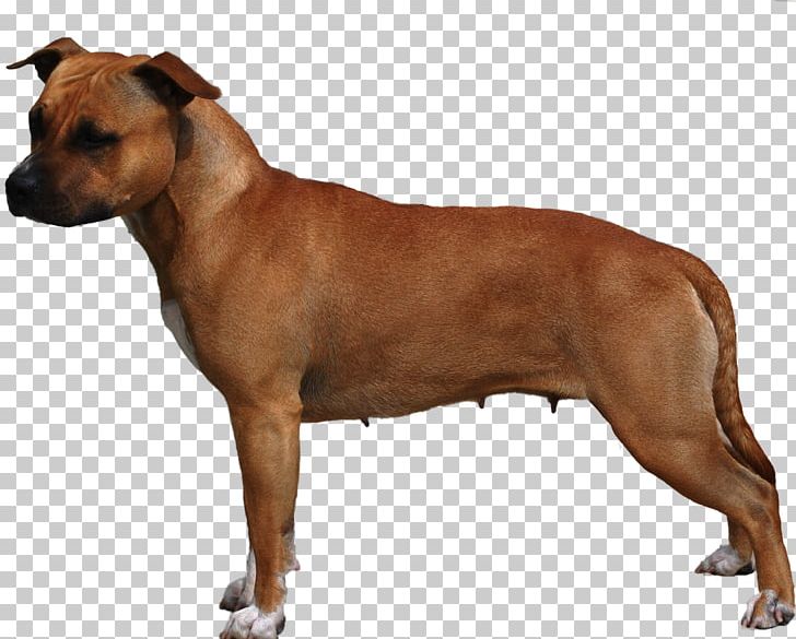 American Staffordshire Terrier Dog Breed Staffordshire Bull Terrier American Pit Bull Terrier PNG, Clipart, American Kennel Club, American Pit Bull Terrier, Breed, Bull Terrier, Carnivoran Free PNG Download