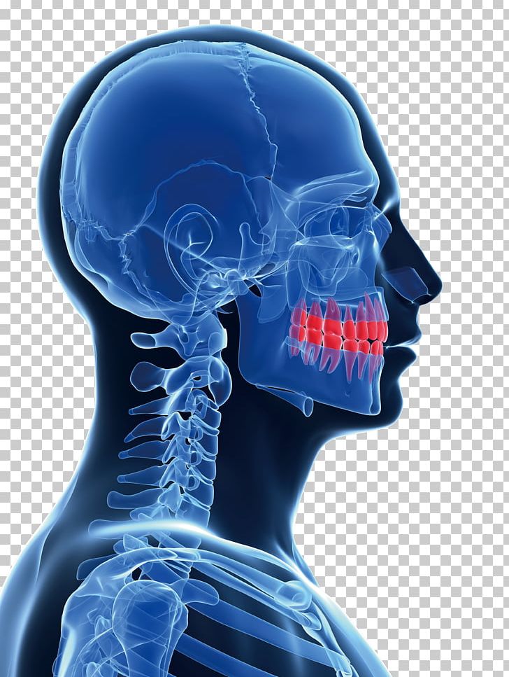 Mandible Stock Photography PNG, Clipart, Art, Bone, Can Stock Photo, Celebrities, Cervical Free PNG Download