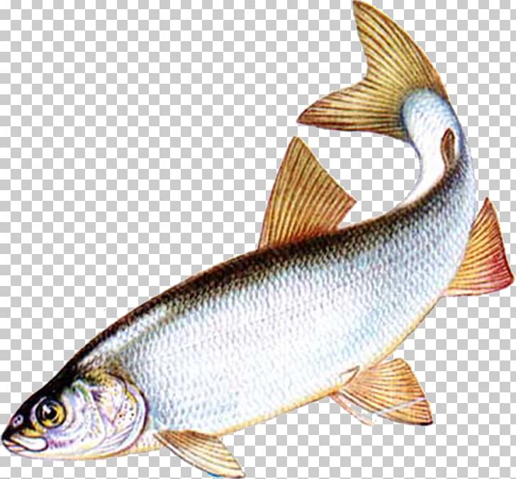 Milkfish Common Whitefish Bony Fishes Salmon PNG, Clipart, Animals, Animal Source Foods, Bony Fish, Bony Fishes, Carp Free PNG Download