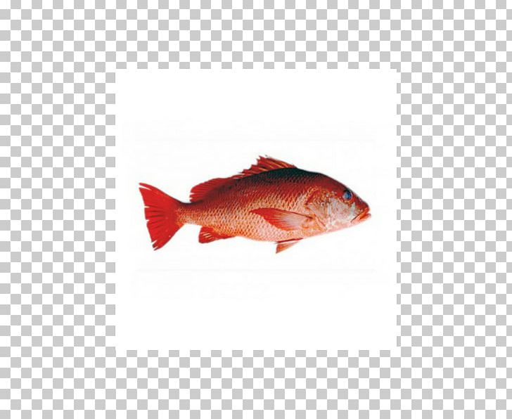 Northern Red Snapper Fish Products Barramundi Food PNG, Clipart, Animals, Animal Source Foods, Barramundi, Chicken As Food, Chickenflyerscom Free PNG Download