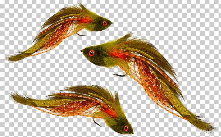 Fly Fishing Brown Trout Pheasant Tail Nymph PNG, Clipart, Angling, Bass, Beak, Brown Trout, Dry Fly Fishing Free PNG Download