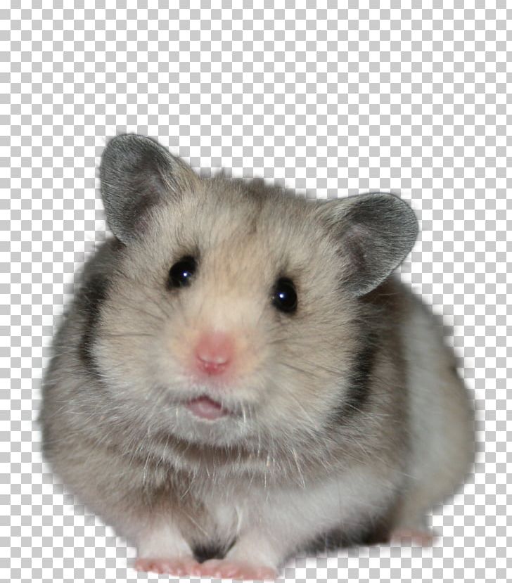 Golden Hamster Djungarian Hamster Domestic Animal Whiskers PNG, Clipart, Alle, Computer Mouse, Djungarian Hamster, Domestic Animal, Dormouse Free PNG Download