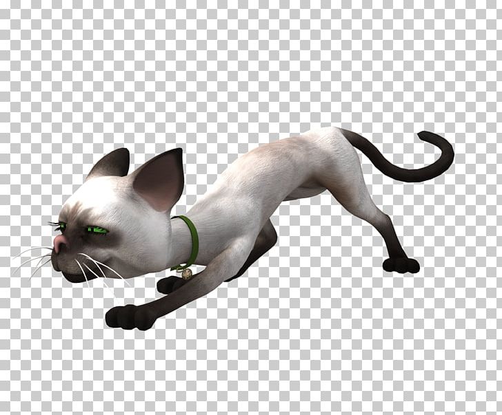 Siamese Cat Kitten Poor Little Cat Whiskers PNG, Clipart, Android, Animal, Animals, Attack, Carnivoran Free PNG Download