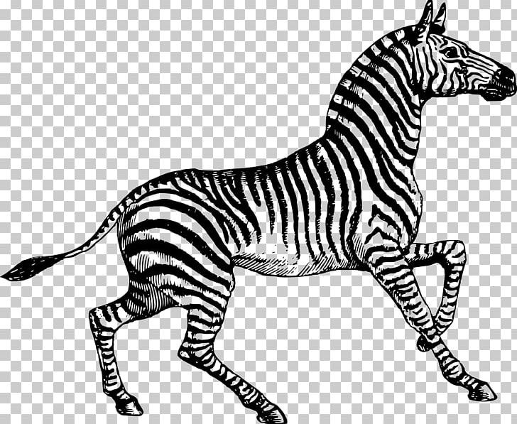 Paper Post Cards Zebra PNG, Clipart, 10x10, Animal, Animal Figure, Animals, Ansichtkaart Free PNG Download