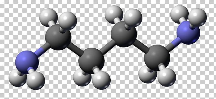 Putrescine Cadaverine Molecule Polyamine Chemical Compound PNG, Clipart, Amine, Cadaverine, Chemical Compound, Chemical Formula, Chemical Substance Free PNG Download