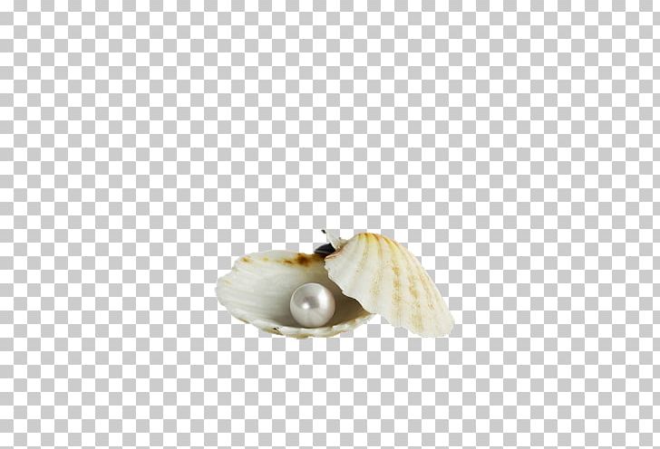 Seashell Margarita Pearl Scallop PNG, Clipart, Beach, Beach Elements, Bracelet, Brown, Conch Free PNG Download