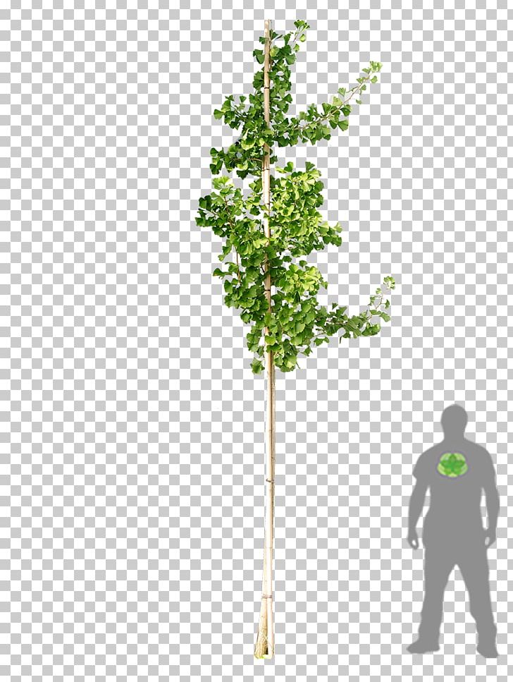 Tree Ginkgo Biloba Woody Plant Shrub PNG, Clipart, Acer Campestre, Branch, Clickandgreen Gmbh, Computer Icons, Corylus Colurna Free PNG Download