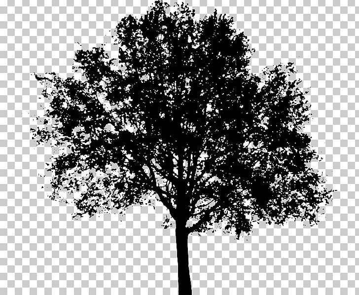Tree Silhouette PNG, Clipart, Background, Black And White, Branch, Clip Art, Drawing Free PNG Download
