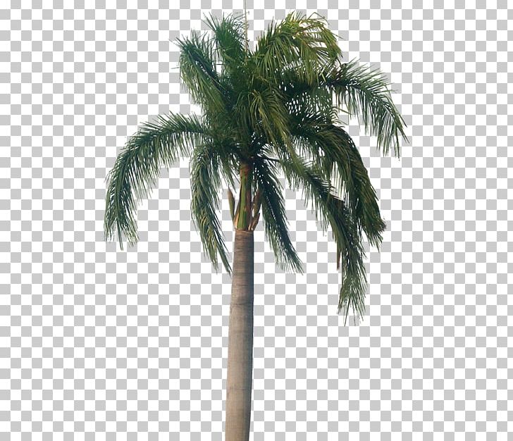 Asian Palmyra Palm Roystonea Regia Arecaceae Tree PNG, Clipart, Arecales, Asian, Attalea Speciosa, Beaucarnea, Borassus Flabellifer Free PNG Download