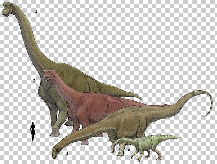 Brachiosaurus Plateosaurus Camarasaurus Supersaurus Amphicoelias PNG, Clipart, Animal Figure, Apatosaurus, Argentinosaurus, Brachiosaurus, Bruhathkayosaurus Free PNG Download