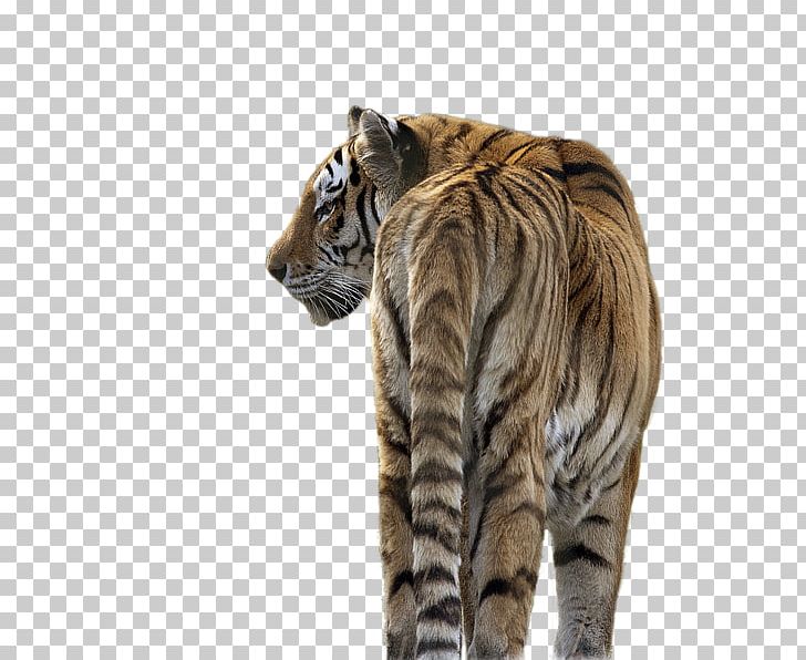 Cat Siberian Tiger Kitten Wildlife PNG, Clipart, Amur River, Animal, Art, Big Cat, Big Cats Free PNG Download