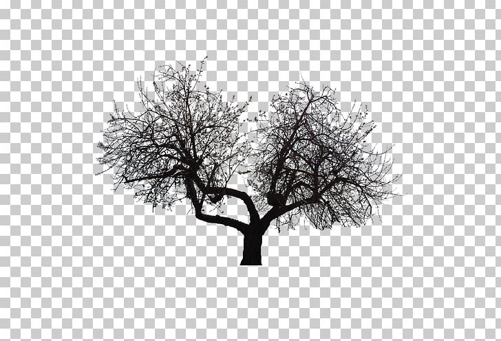 Tree Twig PNG, Clipart, Bifurcation, Branch, Christmas Tree, Coconut Tree, Computer Wallpaper Free PNG Download